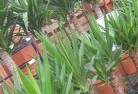 Ginginplant-nursery-10.jpg; ?>